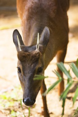 Kırmızı broket, Mazama americana çit boyunca yürüyor.