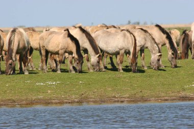 Suyun kenarında bir konik at sürüsü