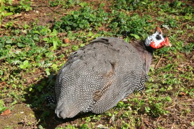 Kafesteki beyaz bir kuşun yakın çekimi.