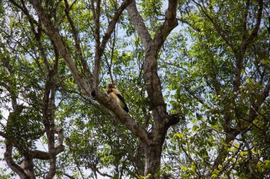 Ağaçta tünemiş vahşi kuş manzarası 