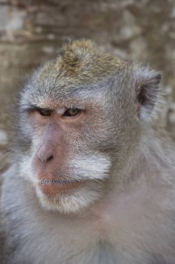 Yengeç yiyen ya da uzun kuyruklu macaque, Macaca fascicularis, bölgeyi rahatça gözlemliyor.