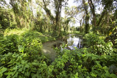 Yeşil ormandaki güzel nehir manzarası