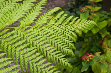 yeşil eğreltiotu yaprakları yakın çekim görüntüsü