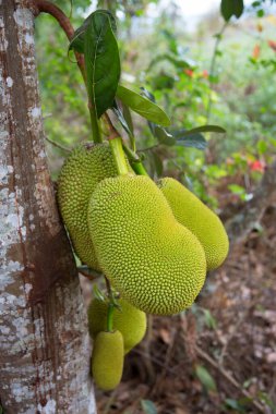 yeşil yaprakları ile ağaç üzerinde büyüyen durian meyve