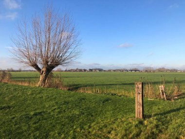 Ağacı ve tarlası olan güzel bir manzara.  