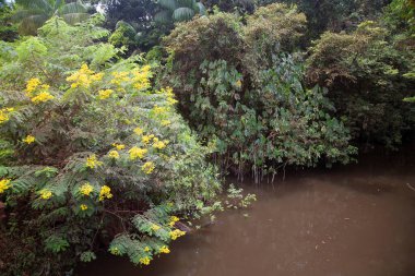 Nehirli güzel bir park manzarası