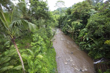 Yeşil orman sahnesinde akan kayalık nehir