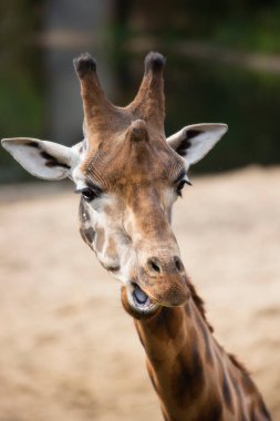 Zürafa başkanının yakın görüntüsü