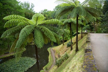 Ağaçları ve bitkileri olan yeşil tropikal orman