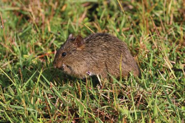 Pirinç faresinin yakın plan çekimi. 