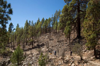 Parlak güneş ışığında subtropikal orman sahnesi