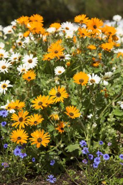 Çayırda açan güzel çiçekler