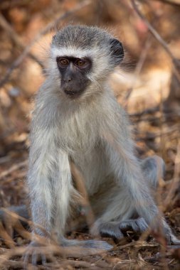 Şirin bir maymunun yakın plan fotoğrafı.