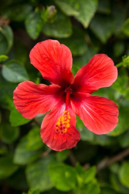 Bir Hibiscus ya da Çin gülünün yakın plan görüntüsü