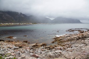 Penguenli kayalık sahil manzarası ve güzel doğa manzarası