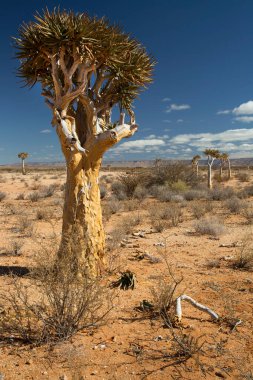 Titrek ağaçlar veya Kokerboom ormanı, Aloidendron ikilemi, Karoo bölgesinin tipik ıssız kayalık çöl manzarası ve Nothe Cape