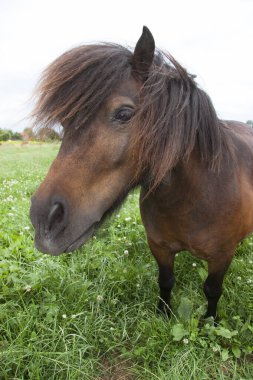 Tarladaki güzel at.