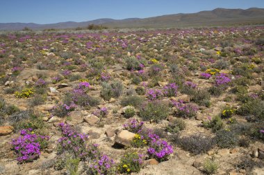 Çayırda açan güzel çiçekler