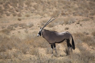 Gemsbok sürüsü ya da Güney Afrika antilobu, Afrika antilobu ceylanı Kalahari çölündeki kuru otların arasında yürüyor ve otluyor.