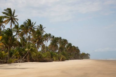 Palmiye ağaçları olan güzel tropikal plaj