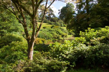 Ormanın güzel manzarası