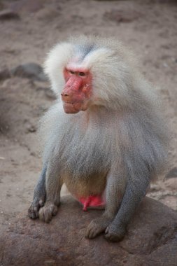 Karda küçük şirin bir maymun.