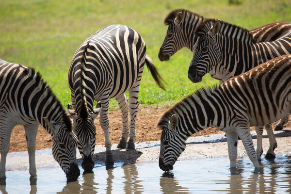 Herd of plains zebra, equus quagga standing on the savanna plains and drinking at a waterhole