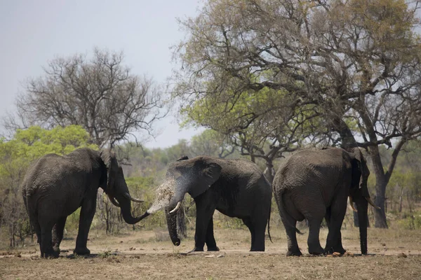 Éléphants Afrique Dans Savane Kenya — Photo