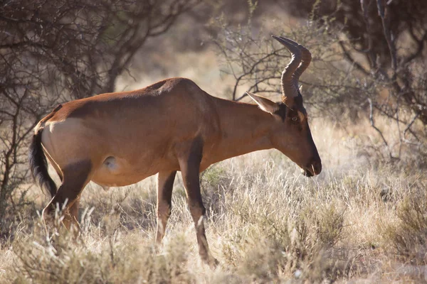 Gewone Tsessebe Sassaby Damaliscus Lunatus Ondersoort Lunatus Grazend Het Droge — Stockfoto