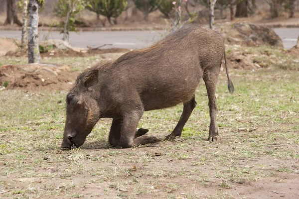 코뿔소의 — 스톡 사진