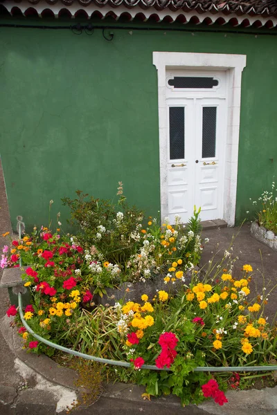 Hermosas Flores Jardín — Foto de Stock