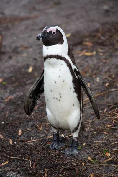 かわいいペンギンの姿を間近で見ることができ — ストック写真