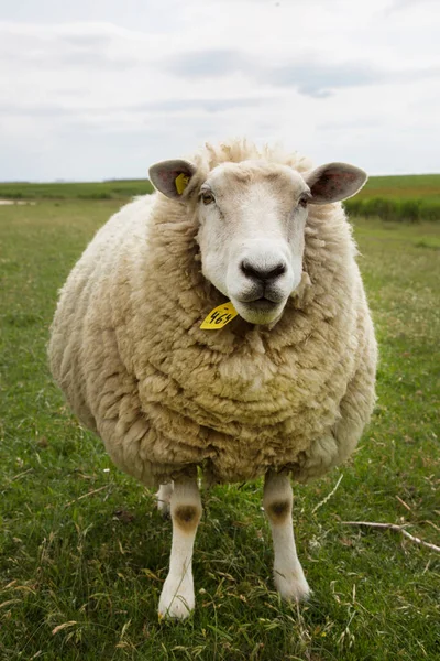 一群羊在农场附近吃草 — 图库照片