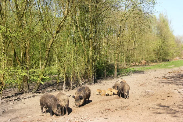 Porcos Peludos Mais Fofos Zoológico — Fotografia de Stock