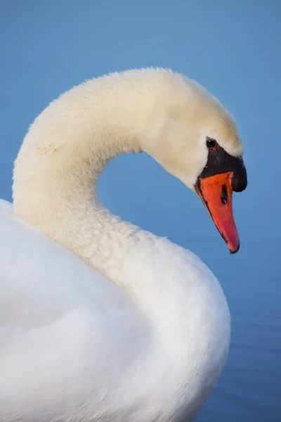 Close Cisne Branco Sobre Fundo Azul — Fotografia de Stock