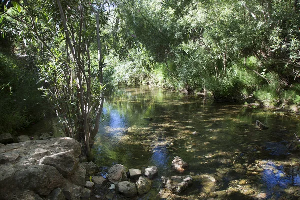 Θέα Του Ποταμού Βαθύ Δάσος Βράχια Και Φυτά — Φωτογραφία Αρχείου