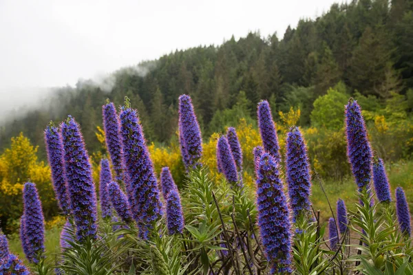 大蓝花头的骄傲 马德拉 Echium Candicans — 图库照片