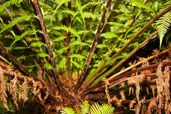 Helecho Verde Hojas Vista Cerca —  Fotos de Stock