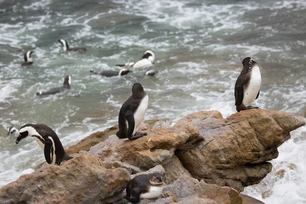 Söta Pingviner Vid Havet Stranden — Stockfoto