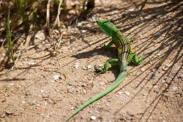 Lizard Forest — Stock Photo, Image