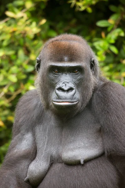 Gorilla Zoo Natural Habitat — Stock Photo, Image