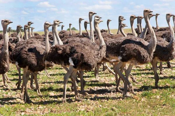 Group Young Common Ostriches Struthio Camelus Walking Together Open Plains — Stock Photo, Image