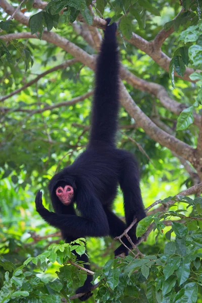 Fekete Fehér Gorilla Dzsungelben — Stock Fotó