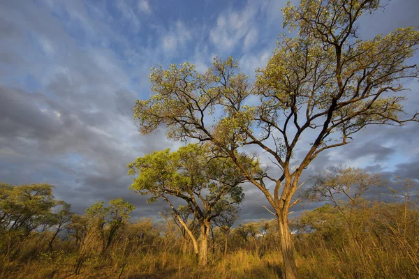 Schöne Landschaft Mit Bäumen Der Tierwelt — Stockfoto