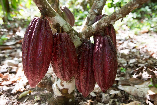 Kakaové Boby Rostoucí Zemědělské Plantáži — Stock fotografie