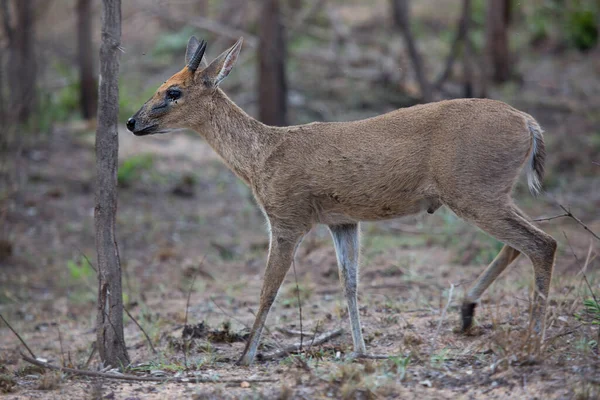 Groupe Cerfs Sauvages Dans Savane — Photo