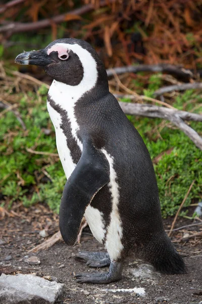 かわいいペンギンの姿を間近で見ることができ — ストック写真