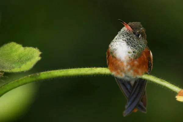 自然の中で美しい鳥は — ストック写真