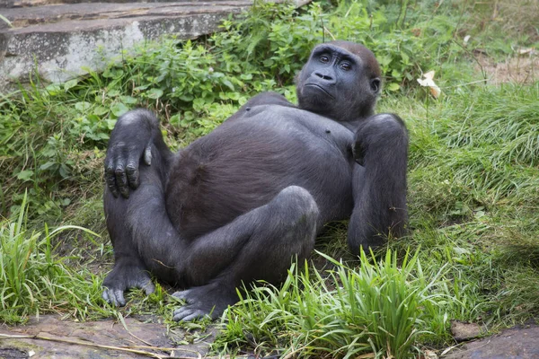 Black Gorilla Zoo — Stock Photo, Image