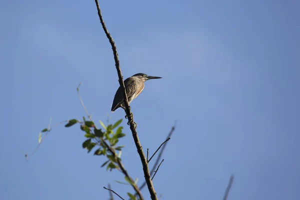 Blick Auf Wildvogel Auf Baum — Stockfoto